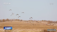 內蒙古科爾沁國傢級自然保護區迎來大批候鳥